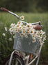 BICYCLE BLOOMS