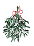 HOLLY BRANCHES