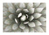 CACTUS FLOWER
