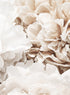 CREAMY PEONIES