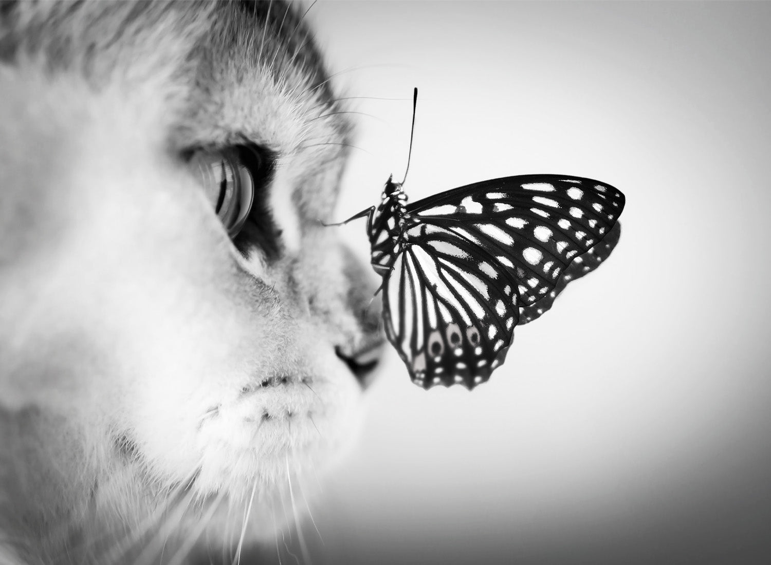 CAT AND BUTTERFLY