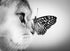 CAT AND BUTTERFLY