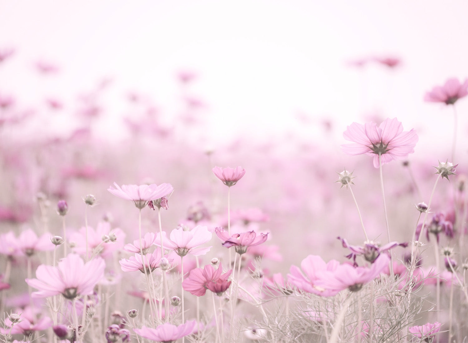 BLUSH BLOSSOMS