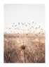 GOLDEN DANDELION