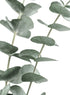 EUCALYPTUS GREEN