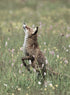 FOX IN THE FIELD