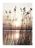 GRASS AT SUNSET