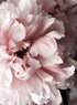 LIGHT PINK PEONY