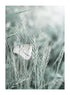 BUTTERFLY IN THE GRASS