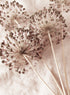 DANDELION CANVAS