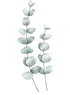 EUCALYPTUS
