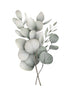 EUCALYPTUS