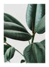 GREEN LEAVES
