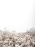 FIELD
