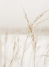GOLDEN GRASS