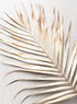 GOLD PALM