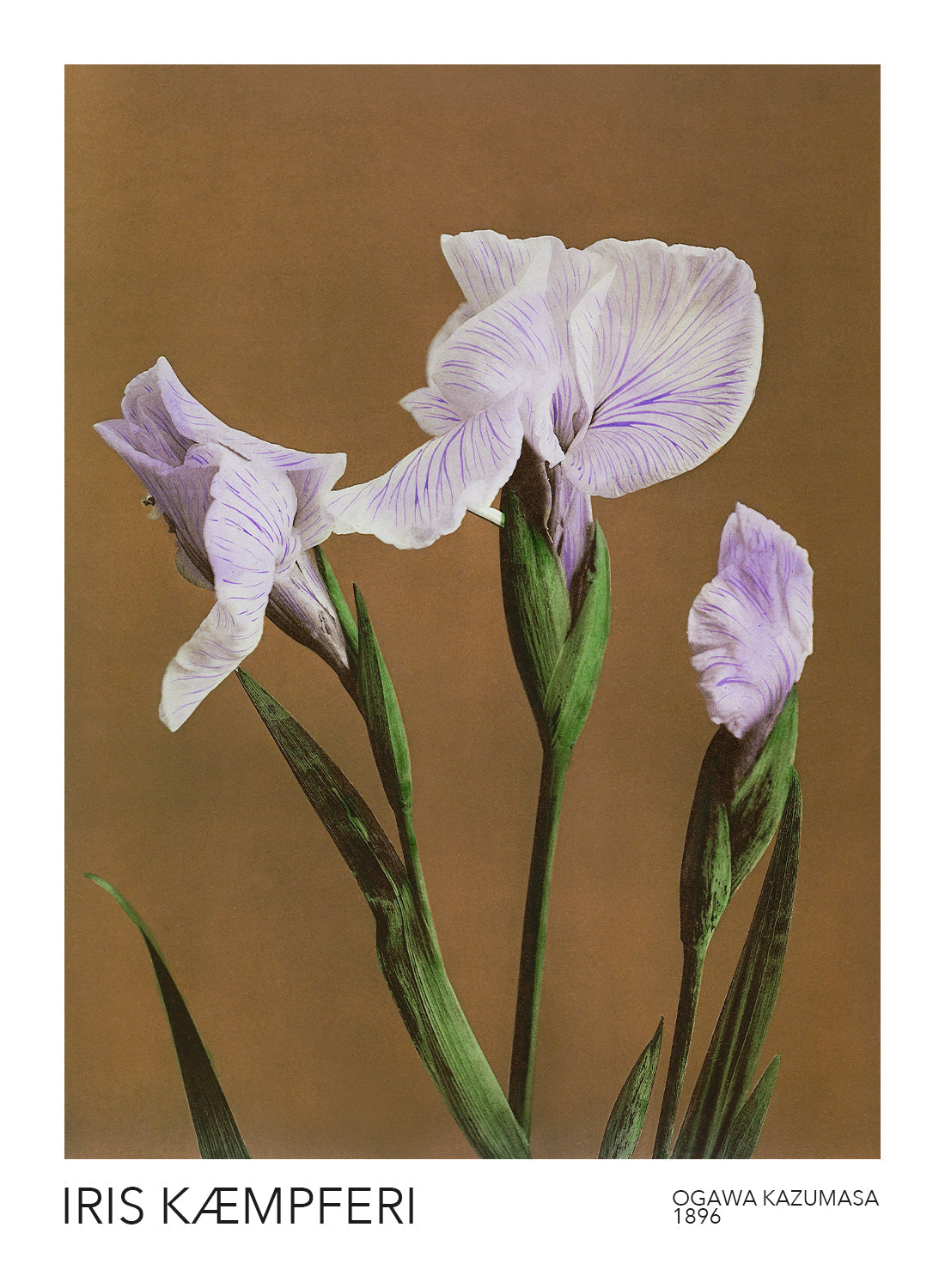 IRIS KÆMPFERI