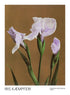 IRIS KÆMPFERI