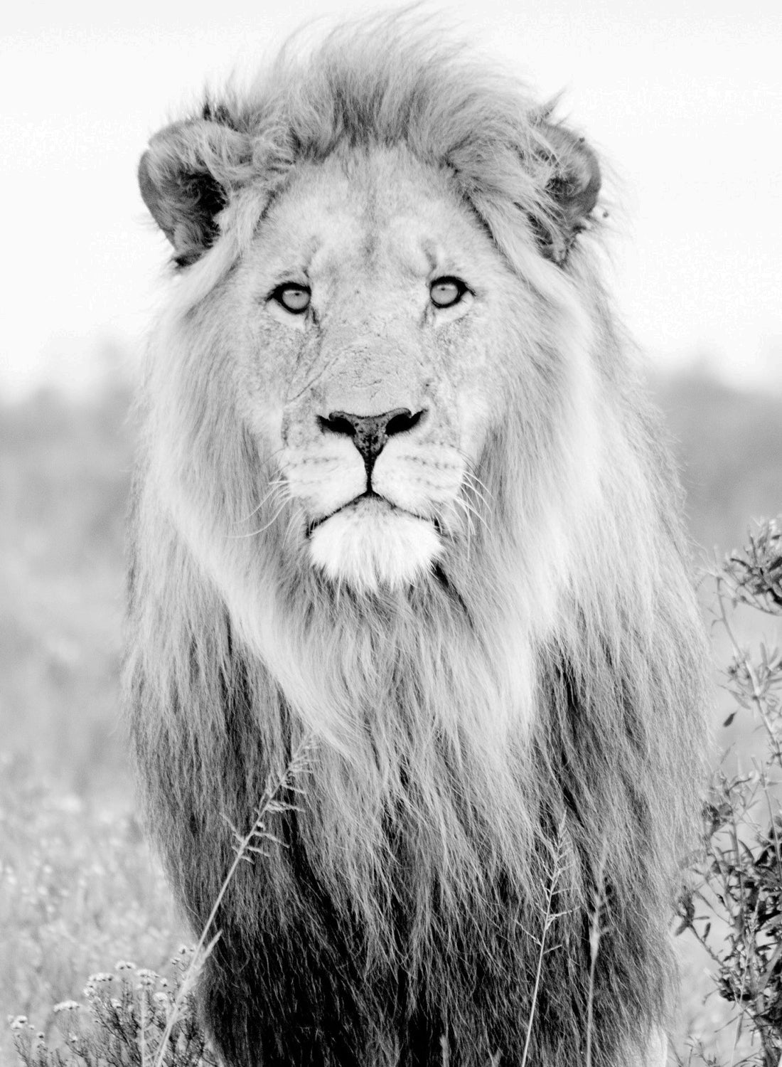 LION B&W