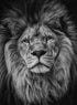LION NO1