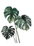 MONSTERA