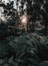 MORNING IN FOREST