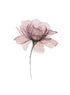 FLOWERS ILLUSTRATION