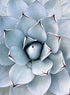 BLUE SUCCULENT PLANT