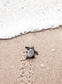JOURNEY TO THE SEA