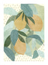 CITRON ILLUSTRATION