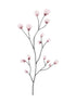 DELICATE BLOSSOMS
