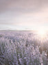 LAVENDER FIELD
