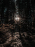 FOREST LIGHT