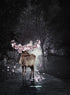 MYSTICAL DEER