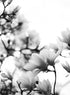 MAGNOLIAS IN BLOOM