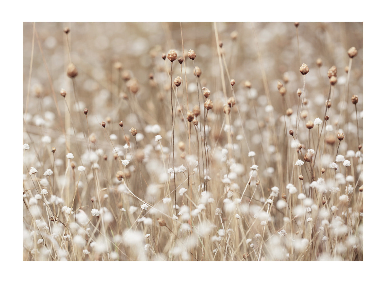 DRIED FIELD