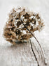 HYDRANGEA