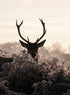 DEER AND SUNSET
