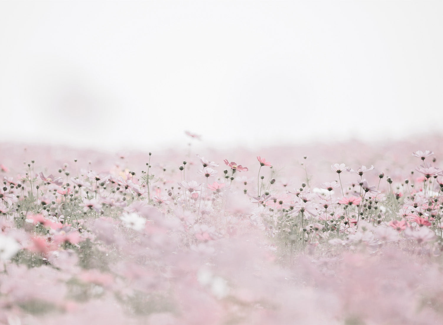DREAMY FIELD