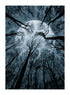 FOREST AND MOON