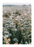 DAISY FIELD