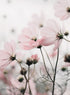 COSMOS FLOWERS