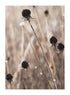 DARK DRY FLOWERS