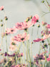 COSMOS DELIGHT FIELD
