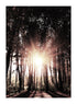 FOREST SUNSET