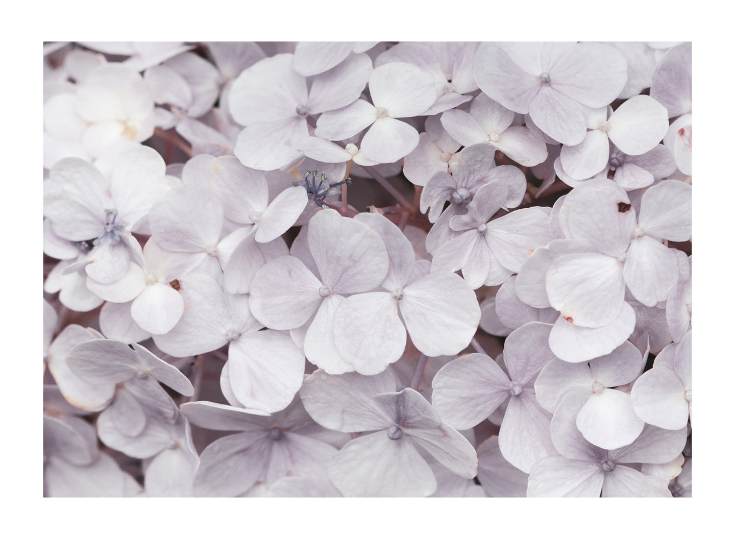 HORTENSIA FLOWERS