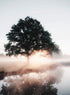 MORNING NATURE