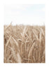 GOLD FIELD