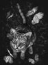 BUTTERFLY AND CAT