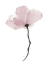 DELICATE BLOOM